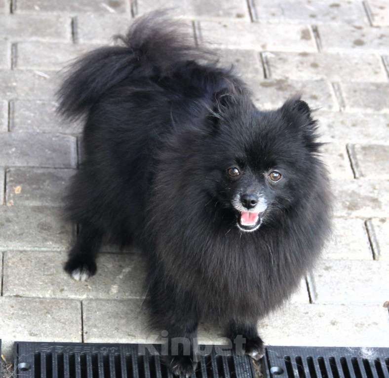 Собаки в Жуковском: Девочка шпица Мальчик, 30 000 руб. - фото 1