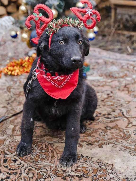 Собаки в Москве: Ищет дом очаровательный щенок-подросток Мишутка Мальчик, Бесплатно - фото 8