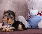 Собаки в Москве: Йоркширский  красавчик Ювентус Мальчик, 45 000 руб. - фото 1