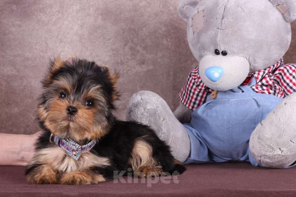 Собаки в Москве: Йоркширский  красавчик Ювентус Мальчик, 45 000 руб. - фото 1