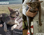 Кошки в Новороссийске: Ориентальный мальчик 20000 р. Мальчик, 20 000 руб. - фото 3