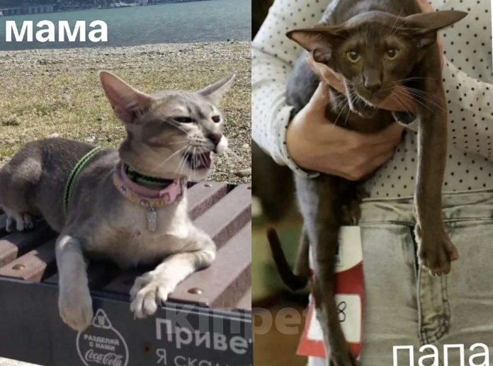 Кошки в Новороссийске: Ориентальный мальчик 20000 р. Мальчик, 20 000 руб. - фото 3