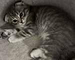 Кошки в Долгопрудном: Продается шотландский вислоухий котенок Девочка, 3 000 руб. - фото 2