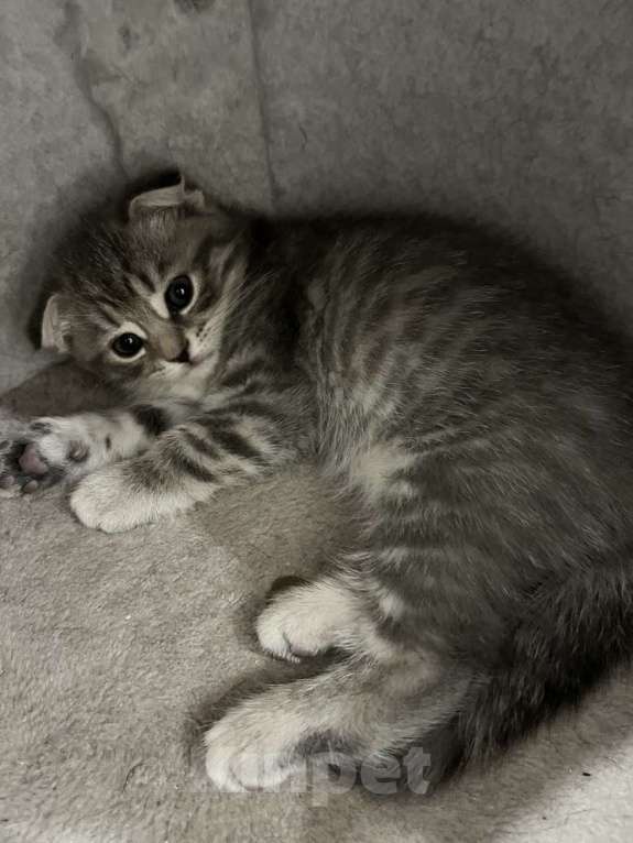 Кошки в Долгопрудном: Продается шотландский вислоухий котенок Девочка, 3 000 руб. - фото 2