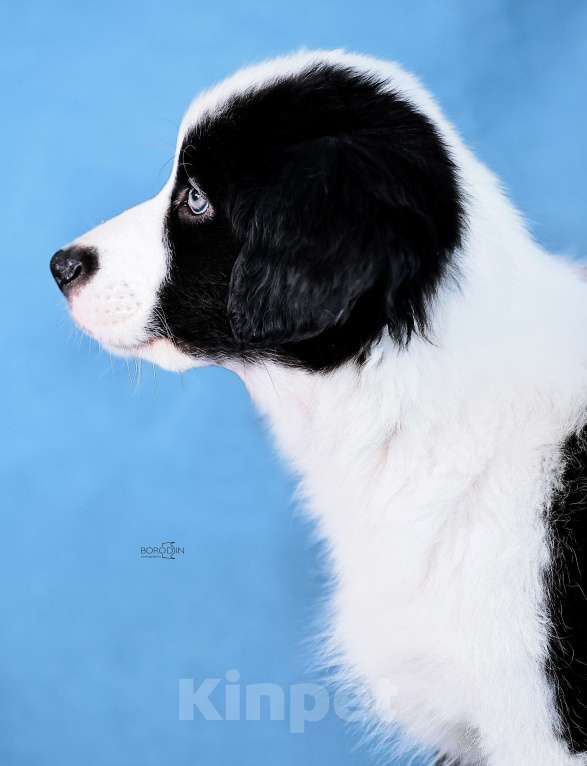 Собаки в других городах Новосибирской области: Щенки австралийской овчарки Девочка, Бесплатно - фото 3