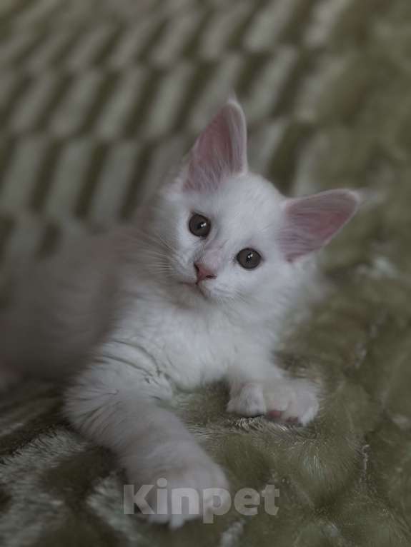 Кошки в Краснодаре: Мейн-кун Полидакт Девочка  Девочка, 30 000 руб. - фото 8