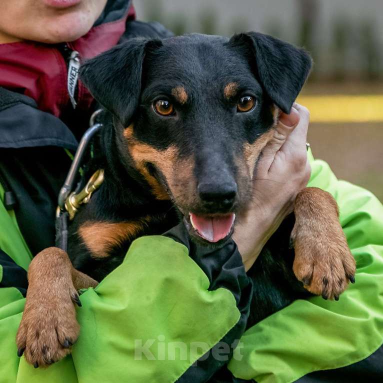 Собаки в Москве: Кекс Мальчик, Бесплатно - фото 6