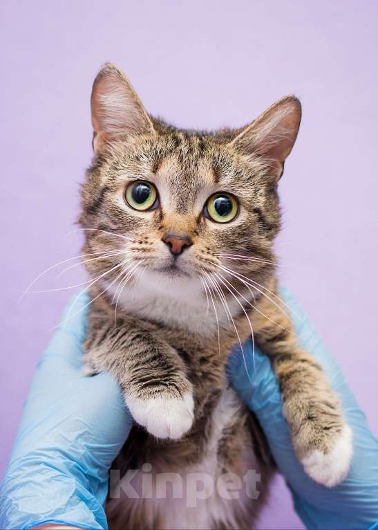 Кошки в Москве: Котенок Кристина ищет дом Девочка, Бесплатно - фото 1