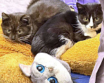 Кошки в Санкт-Петербурге: Два маленьких котенка мальчик и девочка ищут дом  Мальчик, 10 руб. - фото 1