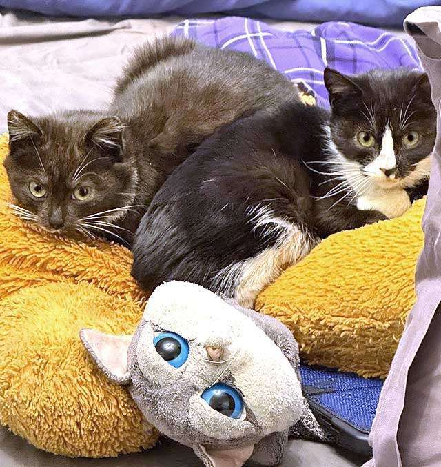 Кошки в Санкт-Петербурге: Два маленьких котенка мальчик и девочка ищут дом  Мальчик, 10 руб. - фото 1