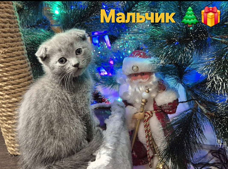 Шотландский вислоухий короткошерстный