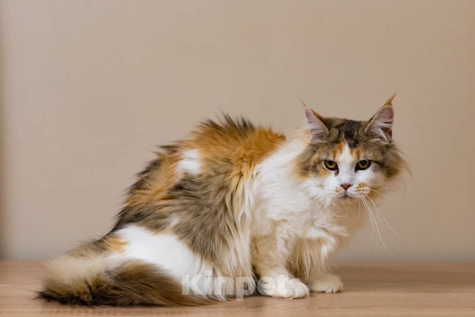 Кошки в Санкт-Петербурге: «Шоколадная» кошечка Девочка, 30 000 руб. - фото 3
