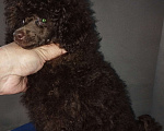 Собаки в Санкт-Петербурге: Той пудель шоколадный мальчик Мальчик, 85 000 руб. - фото 3