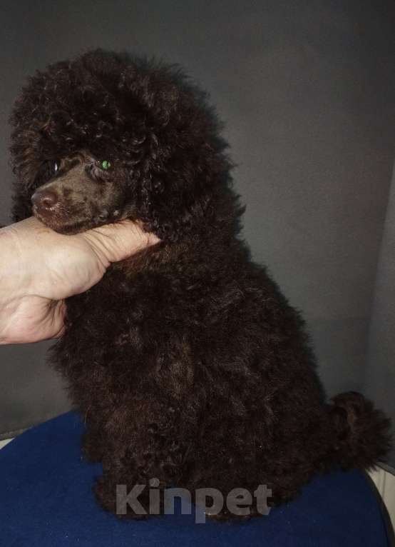 Собаки в Санкт-Петербурге: Той пудель шоколадный мальчик Мальчик, 85 000 руб. - фото 3