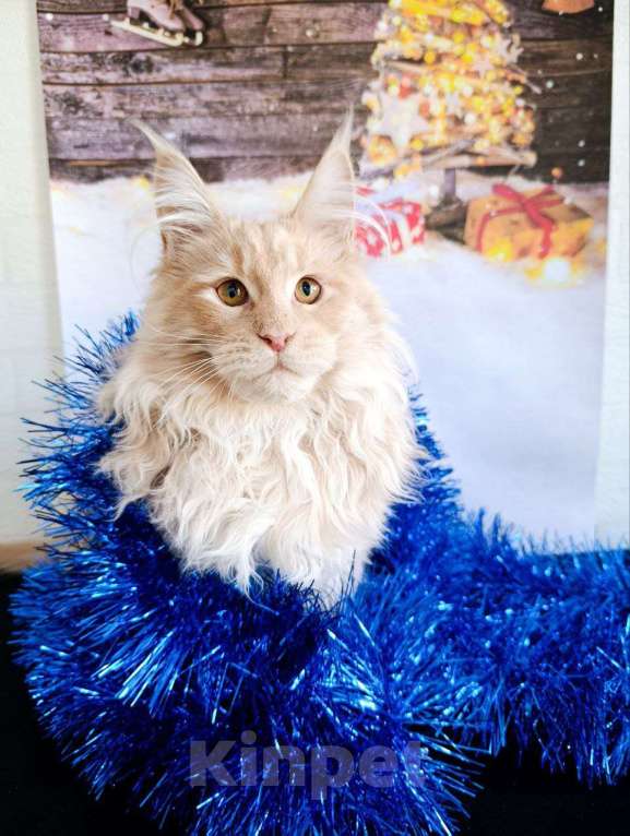 Кошки в Москве: Фавн Мальчик, 65 000 руб. - фото 4