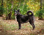 Собаки в Москве: Бывше домашняя собака Альма живет в приюте и очень хочет домой Девочка, 10 руб. - фото 2