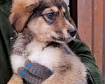 Собаки в Щелково: Отдам собаку в добрые руки Мальчик, 1 руб. - фото 7