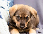 Собаки в других городах Ленинградской области: Щенки в добрые руки  Мальчик, Бесплатно - фото 1