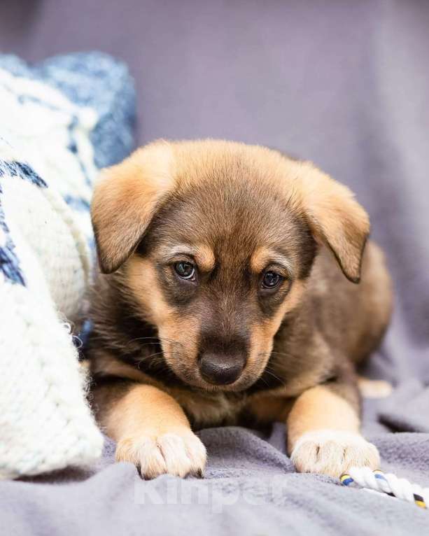 Собаки в других городах Ленинградской области: Щенки в добрые руки  Мальчик, Бесплатно - фото 1
