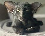 Кошки в Челябинске: Ориентальные котята Мальчик, Бесплатно - фото 1