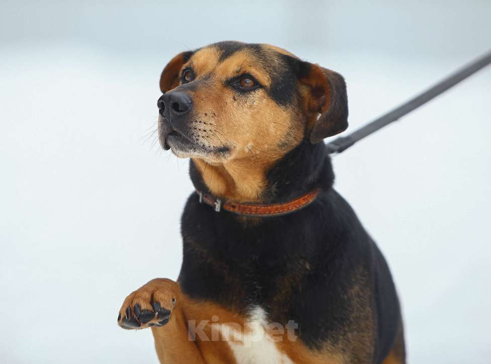 Собаки в Москве: Басти. Лапа, сердце и ветпаспорт в придачу Мальчик, Бесплатно - фото 5