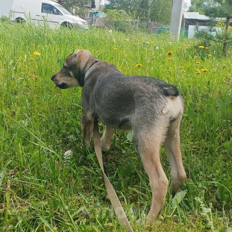 Собаки в Москве: Мини собака в добрые руки.  Девочка, 1 руб. - фото 8