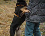 Собаки в Санкт-Петербурге: Юный Скаут из приюта в добрые руки Мальчик, Бесплатно - фото 8