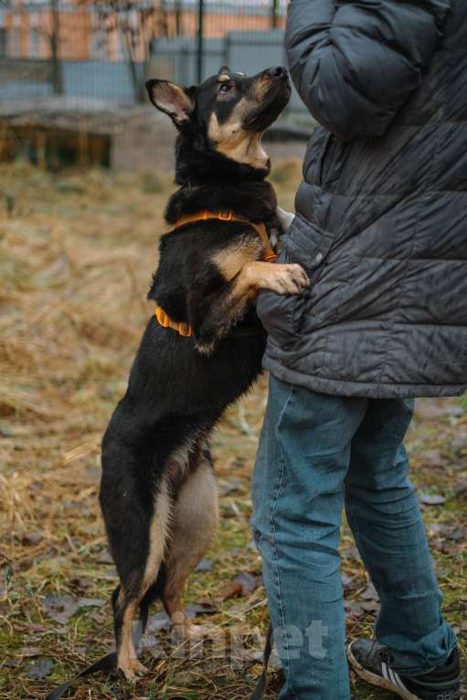 Собаки в Санкт-Петербурге: Юный Скаут из приюта в добрые руки Мальчик, Бесплатно - фото 8
