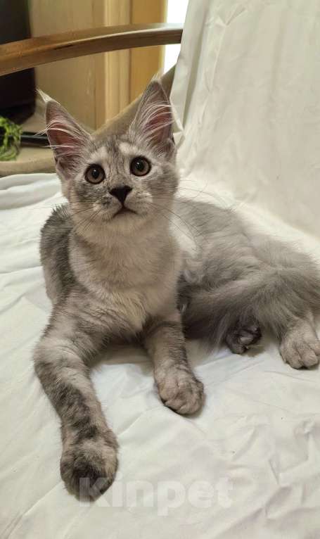 Кошки в Краснодаре: ПРАДА Девочка, 70 000 руб. - фото 10