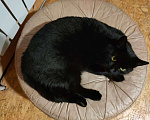 Кошки в Королеве: Красавец черного цвета с яркими глазами станет защитником и талисманом вашего дома Мальчик, 1 руб. - фото 1