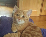 Кошки в Москве: Мраморно-рыжая котёнок Брунхильда. 4 месяца, привита, стерилизована Девочка, Бесплатно - фото 1