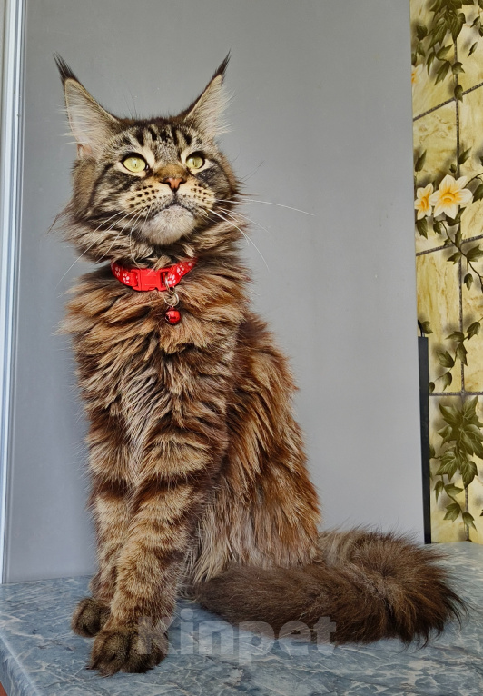 Кошки в Москве: Котёнок Мейн-кун Девочка Девочка, 40 000 руб. - фото 2