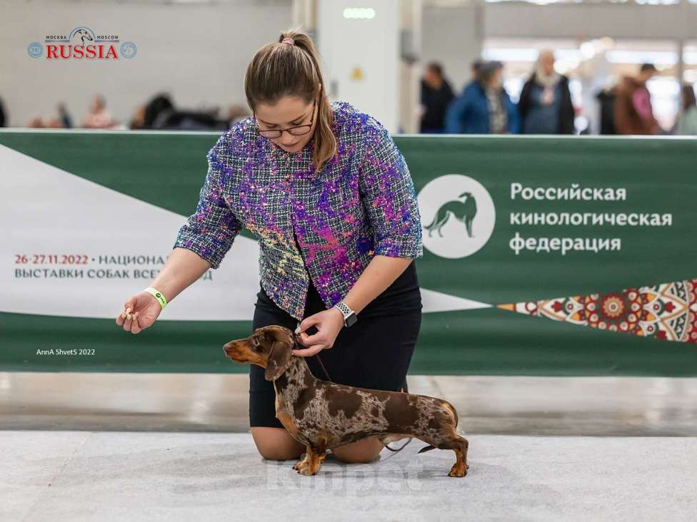 Собаки в Москве: Миниатюрный коричнево-мраморный кобель  Мальчик, 25 000 руб. - фото 7