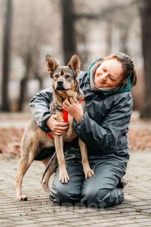 Собаки в Москве: Харизматичная Булка ищет дом Девочка, Бесплатно - фото 7