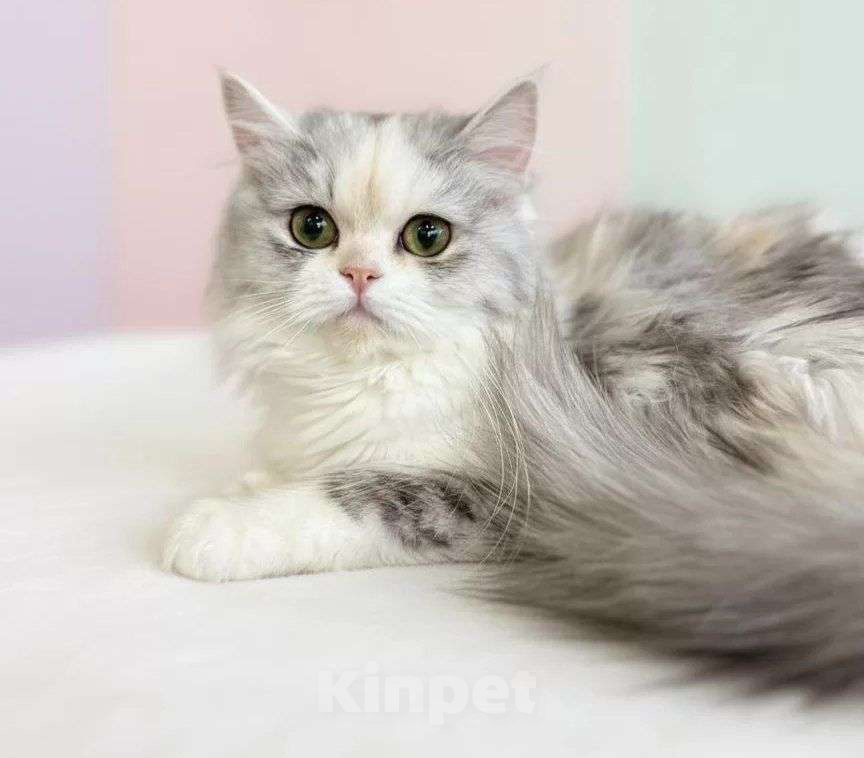 Кошки в Новосибирске: Шотландская прелесть  Девочка, 40 000 руб. - фото 1