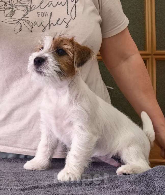 Собаки в Санкт-Петербурге: Щенок Джек Рассел терьера, девочка документы РКФ Девочка, 50 000 руб. - фото 3