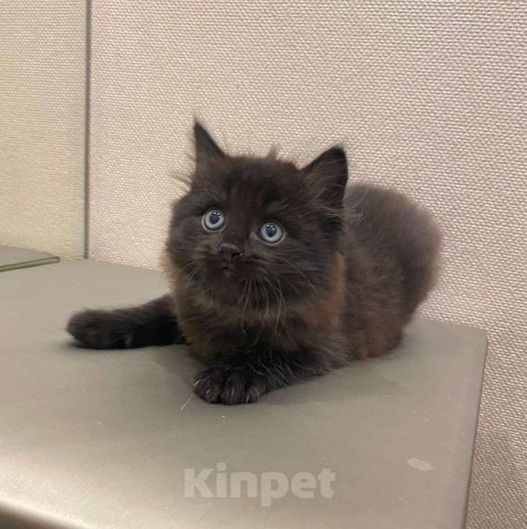 Кошки в Москве: Пушистый котенок в добрые руки Мальчик, Бесплатно - фото 3