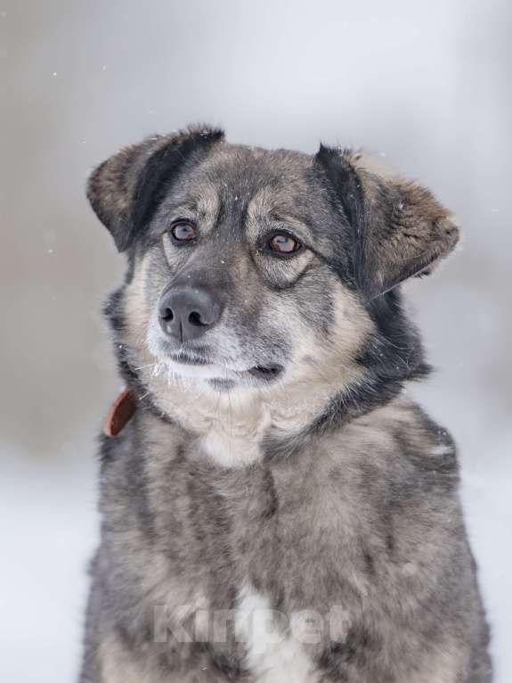 Собаки в Москве: Ласковая, жизнерадостная, позитивная Златочка ждет свою семью, мечтает о доме. Девочка, Бесплатно - фото 5