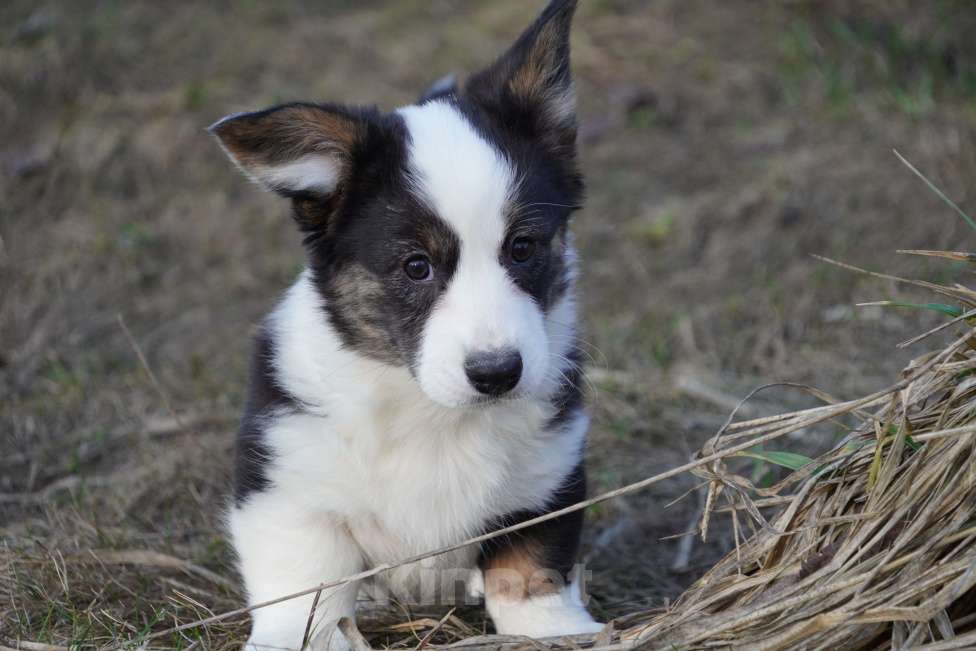 Собаки в Москве: Вельш Корги Кардиган Девочка, 50 000 руб. - фото 3