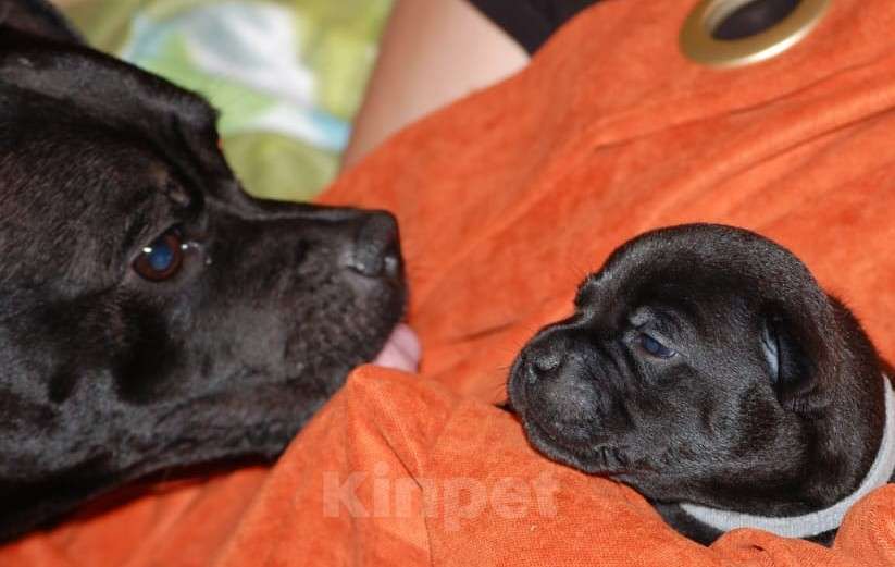 Собаки в Москве: Стафбуль / щенки  Девочка, 55 000 руб. - фото 3