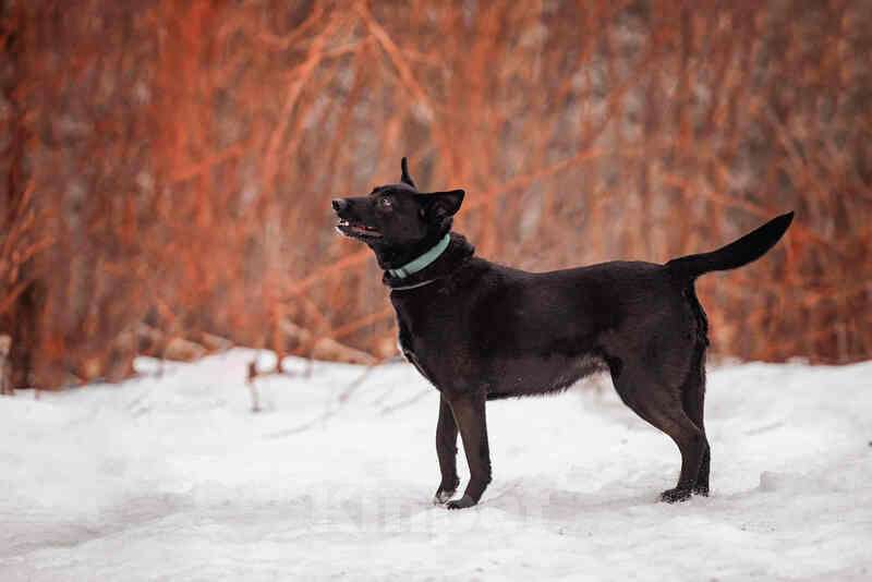 Собаки в Москве: Черная красавица и умница Марта в добрые руки Девочка, Бесплатно - фото 3