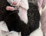 Кошки в Пензе: Котик белый Мальчик, Бесплатно - фото 1