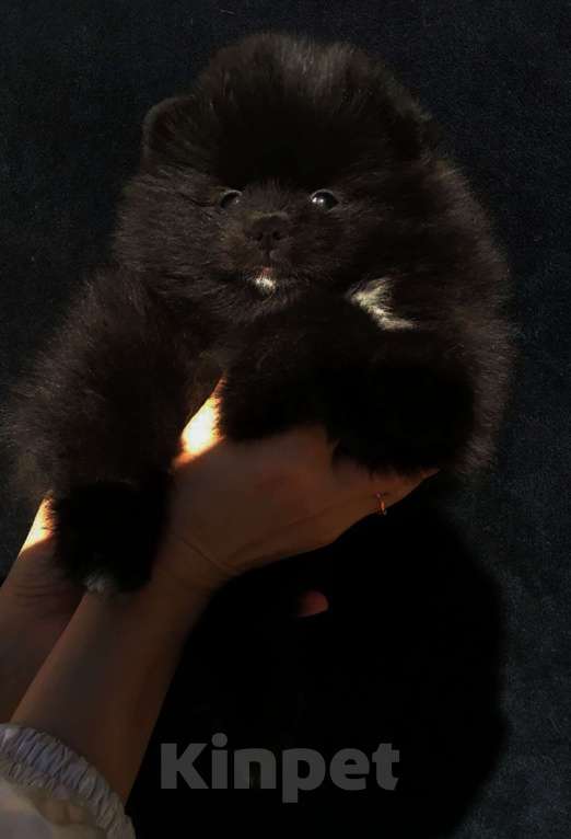 Собаки в Санкт-Петербурге: О Девочка, 50 000 руб. - фото 2