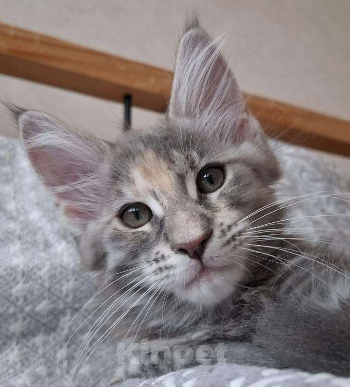 Кошки в Геленджике: Продаётся котёнок мейн-кун, девочка, серебристый окрас fs 24, из питомника EdenLight (Геленджик) Девочка, 35 000 руб. - фото 9