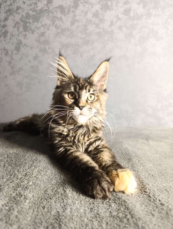 Кошки в Екатеринбурге: Шикарные девочки породы мейн-кун! Девочка, 30 000 руб. - фото 2