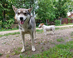 Собаки в Киржаче: Молодой собакен ищет друзей Мальчик, 1 руб. - фото 3
