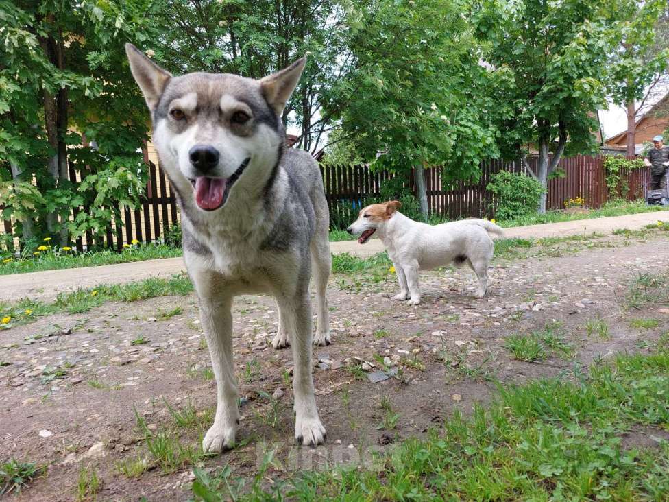 Собаки в Киржаче: Молодой собакен ищет друзей Мальчик, 1 руб. - фото 3