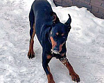Собаки в Москве: Молодой домашний пес Гесс породы доберман в добрые руки Мальчик, 10 руб. - фото 5