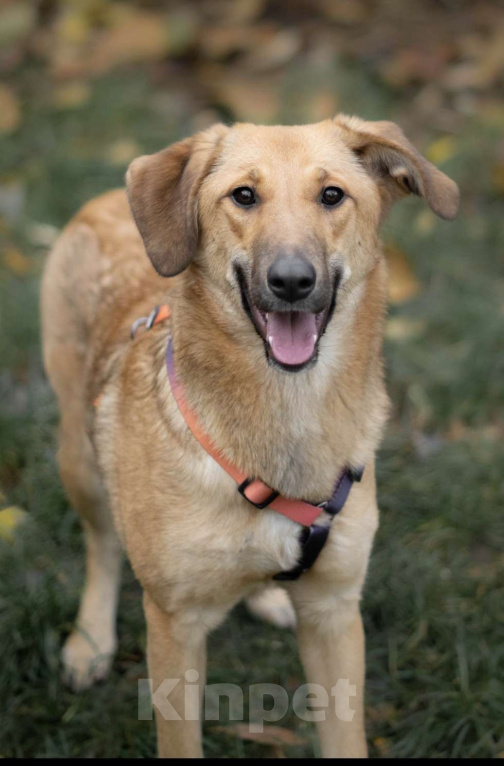 Собаки в Москве: Джинни, яркое солнышко Девочка, Бесплатно - фото 3