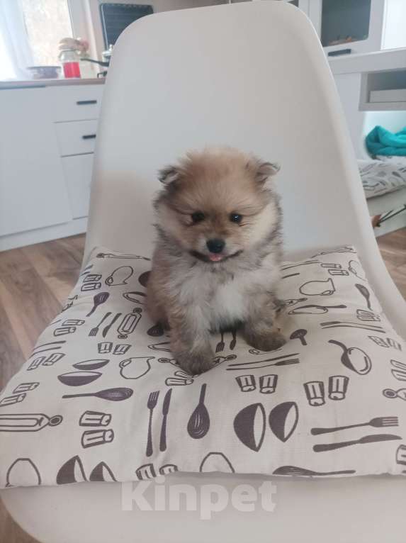 Собаки в Химках: Малыши, рождённые 8 Марта Разнополые, 35 000 руб. - фото 9